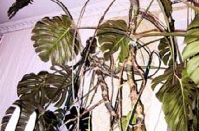 Kodėl pachipodis meta lapus?