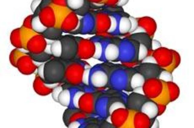 Britų mokslininkai teigia, kad egzistuoja sąsaja tarp vyro DNR ir jo pavardės