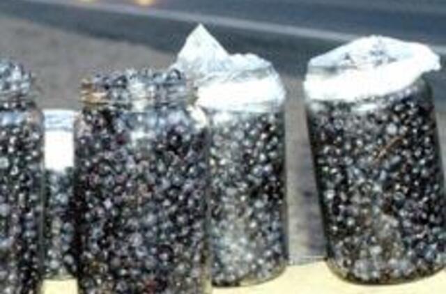 Nesaugios mėlynės išgabentos iš Lietuvos teritorijos