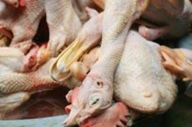 Žarnyno infekcijos protrūkių priežastis sostinės darželiuose – nesaugi paukštiena