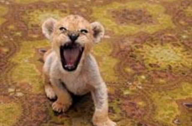 "Mini zoo" - pirmoji liūtų vada