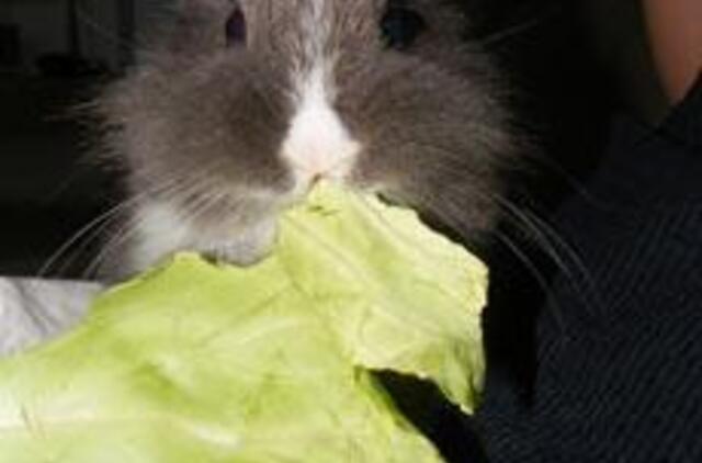 Užkrečiama žarnyno liga - jersiniozė