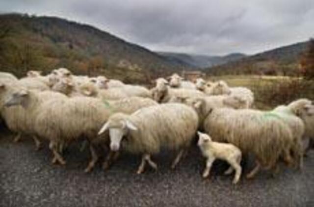 Norą išsiskirti iš minios smegenys supranta kaip klaidą