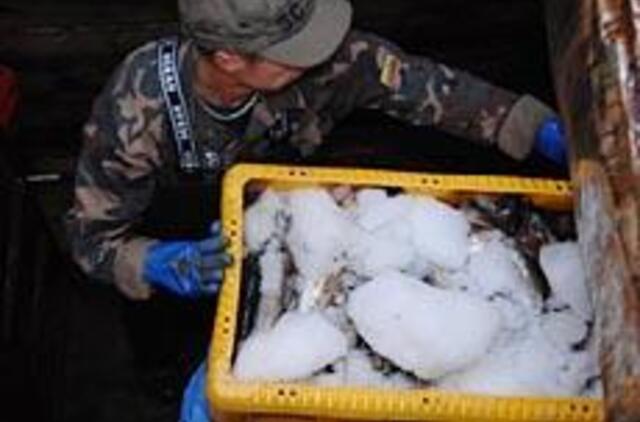 Išaušo žuvų dalybų diena