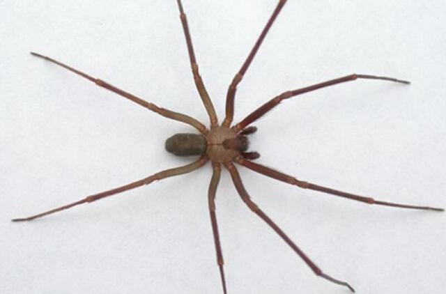 Kodėl mes bijome vorų?