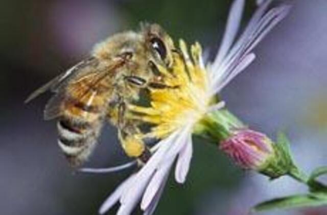 Bičių dovanos žiemai: žiedadulkės ir duonelė