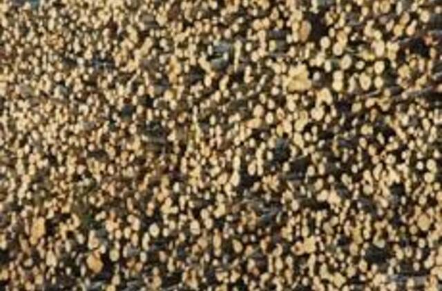 Šalies rinkoje medienos kainos toliau mažėja