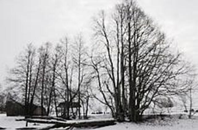 Kantvainiai - gandrų ir rožynų kaimas