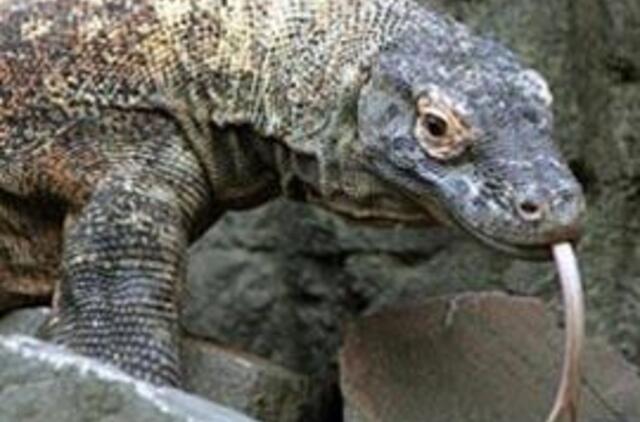 Komodo drakonas nužudė Indonezijos žvejį