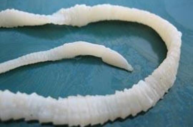 Daugėja užsikrėtusiųjų vėžiui prilygstančia parazitine liga