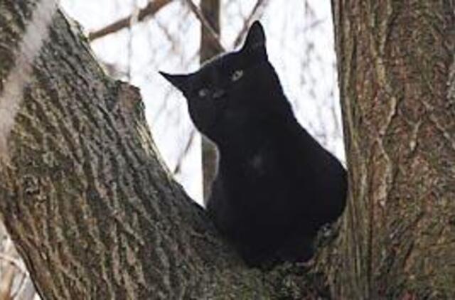 Katinams gelbėtis teks patiems