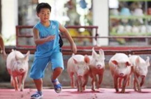 Kanados mokslininkai skelbia iššifravę kiaulių gripo sukėlėją