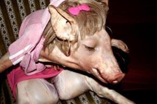 PSO įspėja, kad kiaulių gripas gali mutuoti, sukeldamas pandemiją