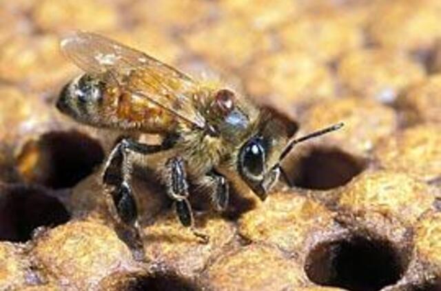 Apie bičių gyvenimą