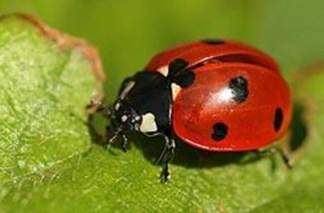 Birželį-liepą renkame vaistažoles