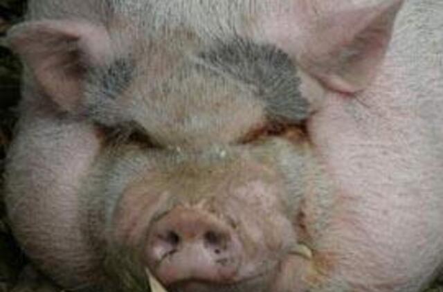 Lenkijoje - du nauji kiaulių gripo atvejai