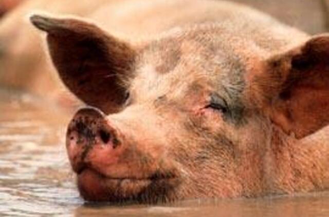 Kiaulių gripu pasaulyje serga jau beveik 56 tūkst. žmonių