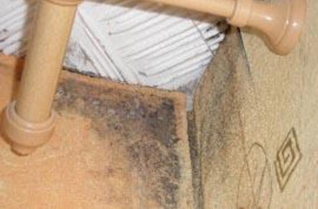 PSO: pelėsis patalpose stipriai didina ligų riziką