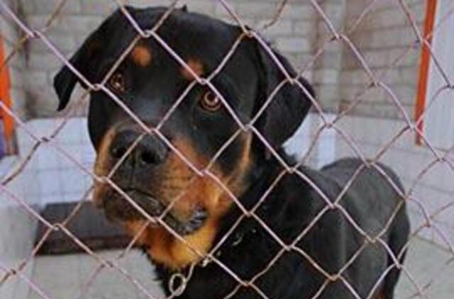 Besibeldžiantys letenėlėmis į širdį