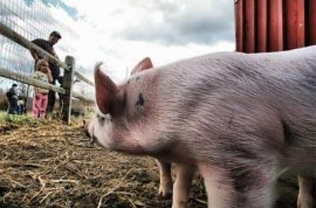 Lietuvoje - dar du kiaulių gripo atvejai