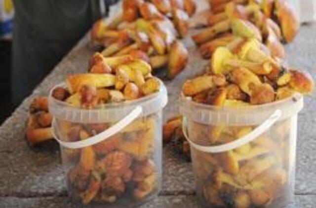 Daugėja apsinuodijimų grybais