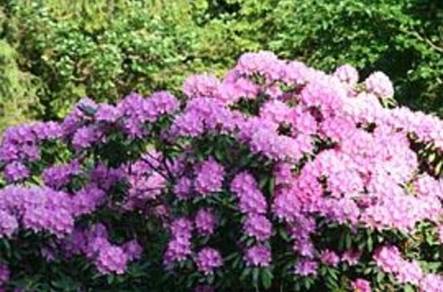 Kaip auginti rododendrus