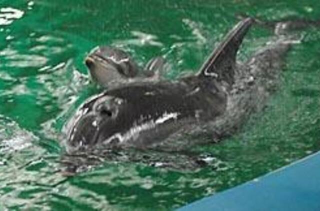 Delfinės irgi mėgsta apglėbti savo mažylius 