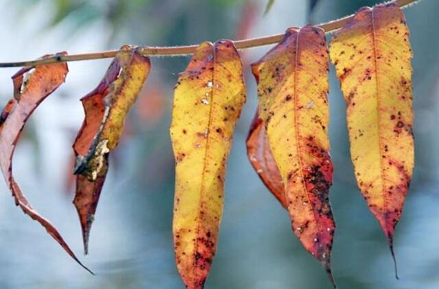 Krizė šeimoje: kaip išsaugoti stabilumą?