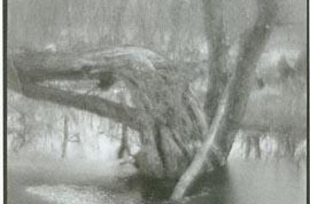 "Šviesos kaligrafija" - tik čia ir dabar