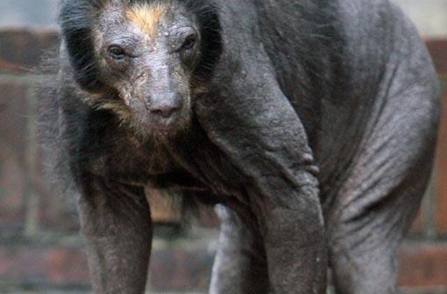 Leipcigo veterinarus apstulbino nuplikusios meškos (foto)