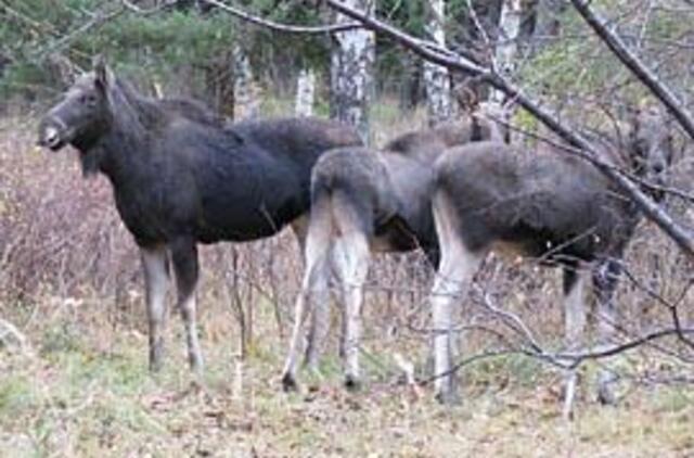 Migruojantys briedžiai neaplenkia Klaipėdos 