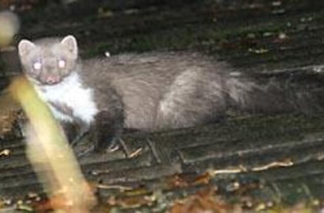 Senamiestį gaivina... kiaunės