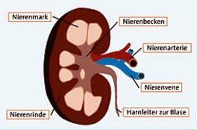Sunkiai sergančiam vyriškiui atlikta trečioji inksto transplantacija