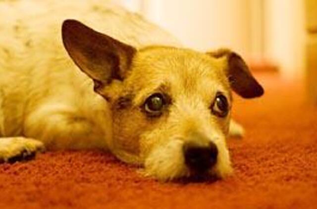 Beglobiams gyvūnams - paramos koncertas