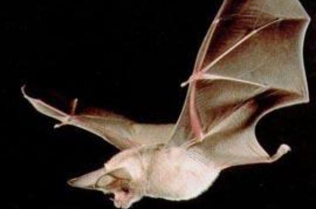 Odesoje vidury žiemos pradėjo skraidyti šikšnosparniai