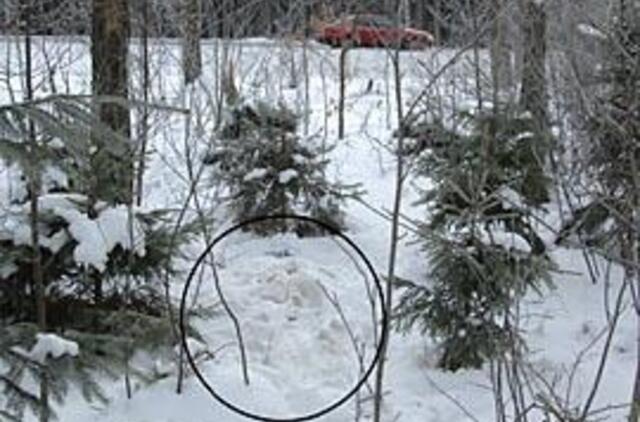 Kam sužalotas gyvūnas, kam mėsos gabalas