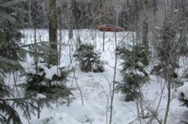 Ginantis nuo medienos vagysčių ketinama užtverti miško kelius