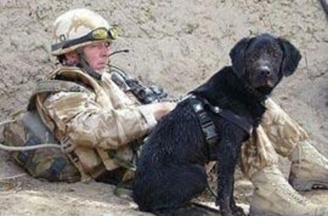 Afganistane tarnavusiam labradorui įteiktas aukščiausias Didžiosios Britanijos apdovanojimas gyvūnams