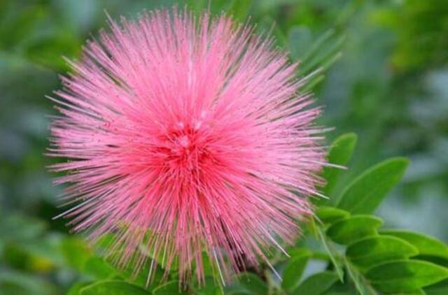 James F. T. Bugental. Menas būti gyvam (2)