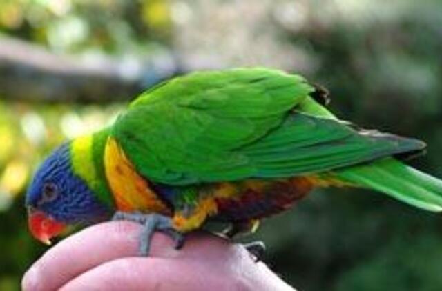 Rusija: teismo antstoliai už skolas areštavo... papūgą