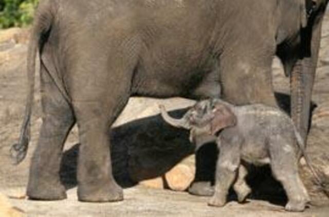 Per stebuklą gyvas gimęs drambliukas parodytas visuomenei