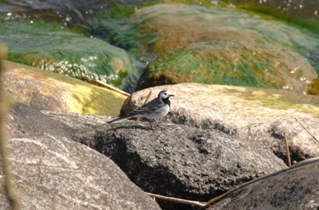 Gegužės 29-oji: vardadieniai, dangaus kūnai, istoriniai įvykiai