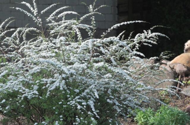 Gegužės 31-oji: vardadieniai, dangaus kūnai, istoriniai įvykiai