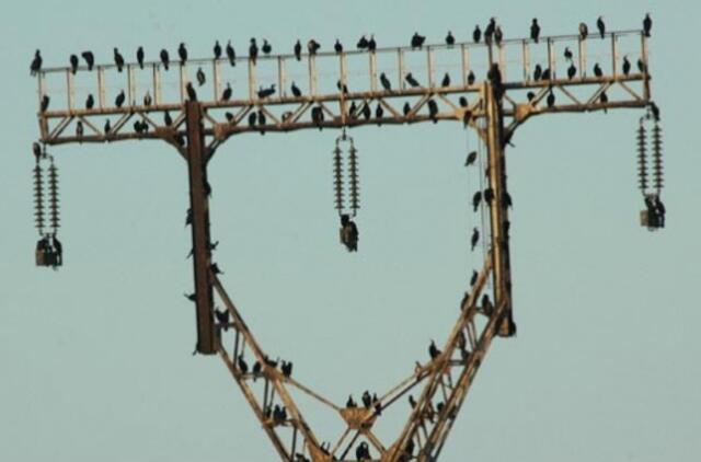 Neringos kormoranams - saliutai