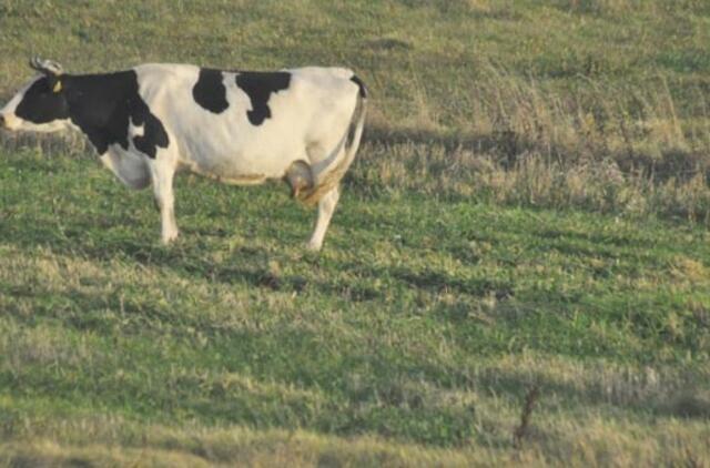 Pamaryje - galvijų tuberkuliozės židinys