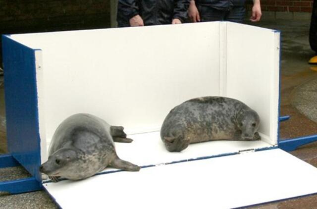 Jūrų muziejuje pakrikštyti ruoniukai