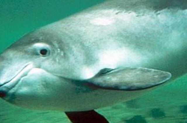 Smiltynės paplūdimyje - jūros kiaulės "atgaivinimas"