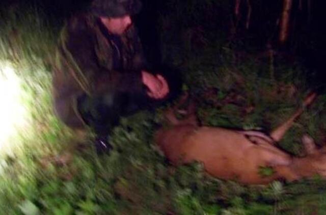 Šilalės rajone - nelegali stirnos medžioklė