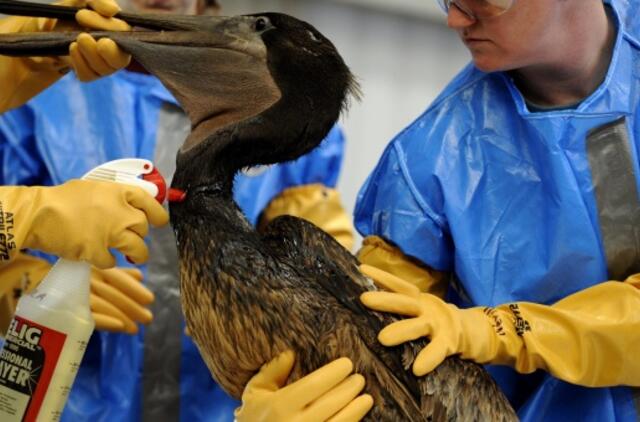 Kovoje su naftos dėme JAV sulaukė pagalbos pasiūlymų iš keliolikos užsienio šalių