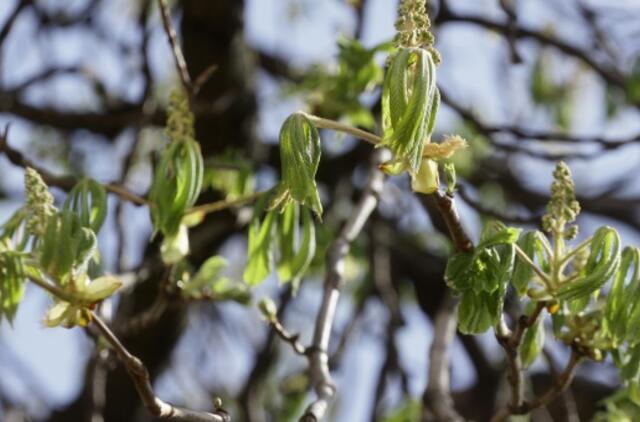 Šiandien - gegužės 5-oji